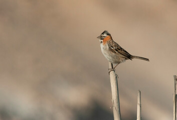 Fototapeta premium Chilean bird in a tree north