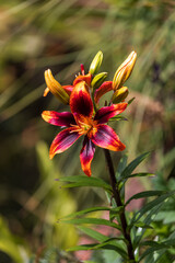 red and yellow fire lily