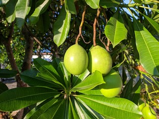 Cerbera odollam fruit in the morning
