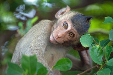 可愛いサル