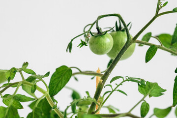 Cherry tomato bush with green tomatoes on a white background close up. Gardening at home.