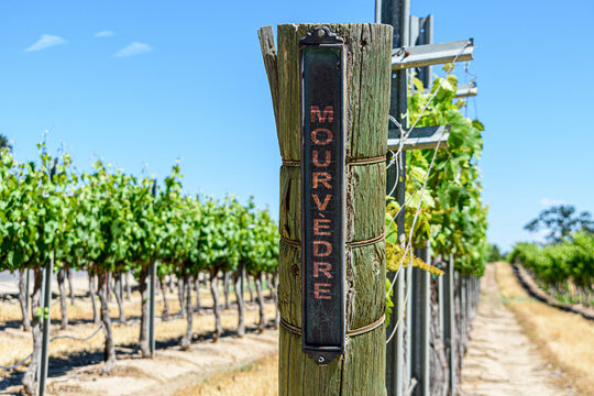 Mourvedre red wine grape variety outdoor sign on wooden vertical end post in summer vineyard