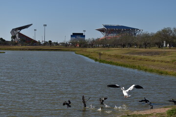 seagulls on the beach