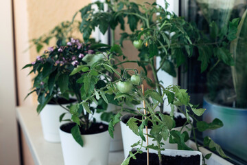 Cherry tomato bushes grown at home. Vegetable garden on the windowsill. Green tomatoes in flower pot.
