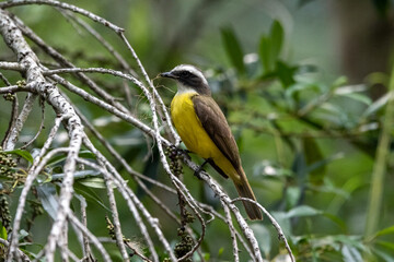 social flycatcher
