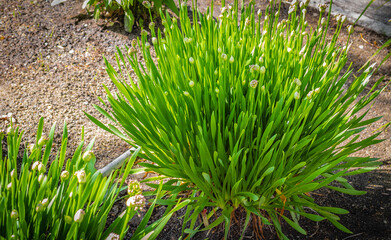 Garlic chives growing on a soil. Fresh and young chives in a spring garden