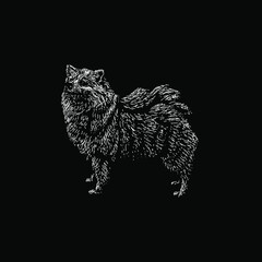 Volpino Italiano dog hand drawing vector illustration isolated on black background