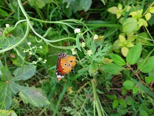 butterfly on a leaf