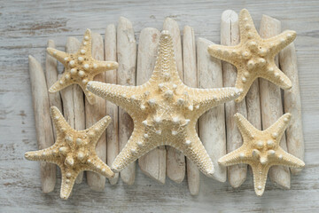  Marine wallpaper. Summer wallpaper. beige starfish on white driftwood sticks close-up.Texture of starfish and driftwood sticks.Background in a marine style in white and beige tones.nautical decor.
