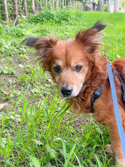 close-up of the face, of a cute old puppy
