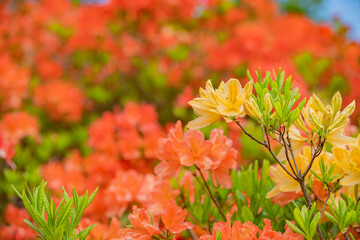 長野県宮田村　宮田高原キャンプ場の景色