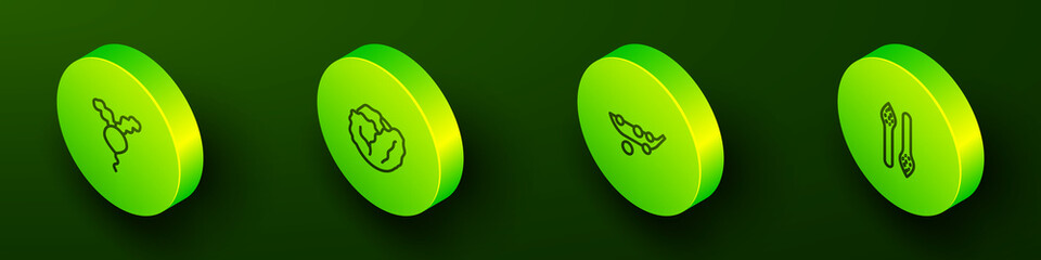 Set Isometric line Radish, Cabbage, Peas and Asparagus icon. Vector