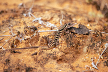 gecko lizard on the rock