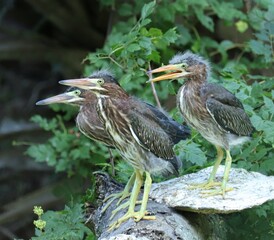 Adorable Green Heron Fledglings Hanging Out