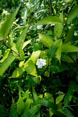  forest of the mt.takao in west Tokyo,japan.