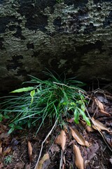  forest of the mt.takao in west Tokyo,japan.