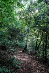 Fototapeta premium forest of the mt.takao in west Tokyo,japan.