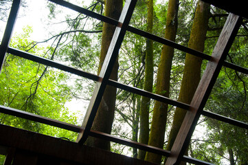 dense, forest, tourists, ornamental, tree house in the forest