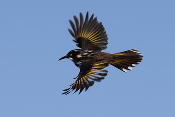 Obraz premium New Holland Honeyeater in flight (Phylidonyris novaehollandiae)