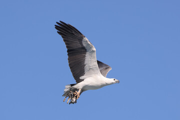 White-bellied Sea Eagle with prey