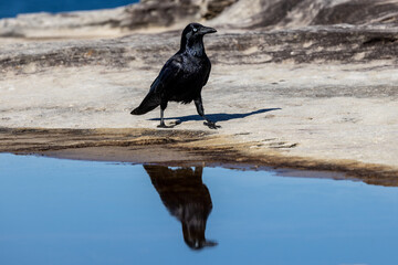 Australian Raven with reflection in pool (Corvus coronoides)