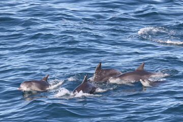 Obraz premium Common Bottle-nose Dolphin's swimming off New South Wales Coast Australia