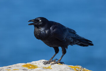 Australian Raven with blue ocean backdrop (Corvus coronoides)