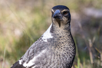 Close up of Australian Magpie (Gymnorhina tibicen)