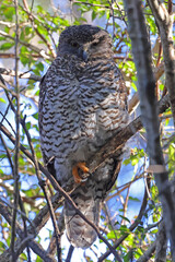 Powerful Owl perched by day in tree canopy (Ninox strenua)