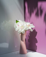 
white peonies in a pink vase on a white and lilac background with free space for text isolated