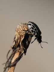 Gefleckter Weidenblattkäfer