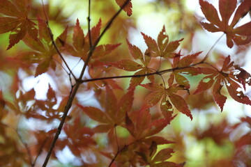Macro Japanese maple