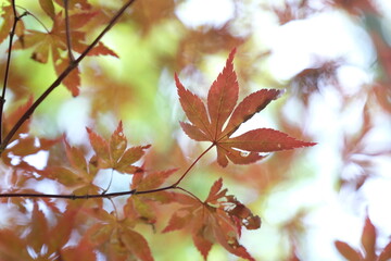 Macro Japanese Maple