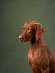 dog on green canvas background. Charming and emotional Hungarian Vizsla