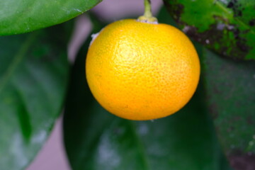 Micro Lemon