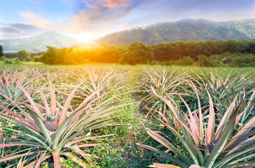 Agricultural occupation pineapple fruit on tree in plantation at Thailand. Tropical pineapple fruit with beautiful light.