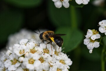 bee on a flower
