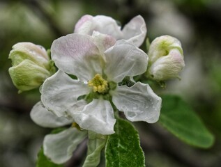 apple flower