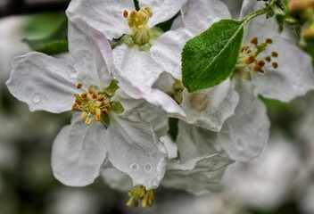 Obraz premium Apple tree blossoms