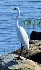 Great Egret 