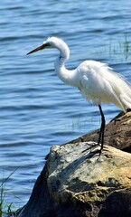 Great Egret 