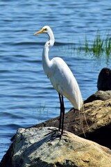 Great Egret 