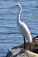 Great Egret 