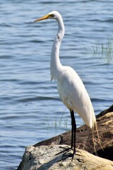 Great Egret 