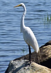 Great Egret 