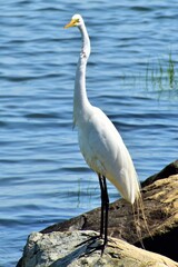 Great Egret 