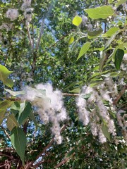 poplar fluff season