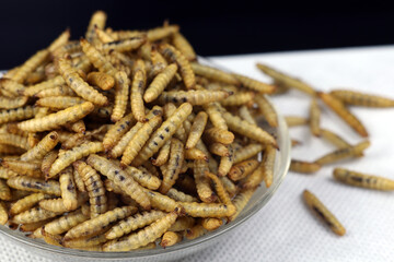 close up of dried black soldier maggots or bsf