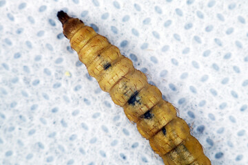 close up of dried black soldier maggots or bsf