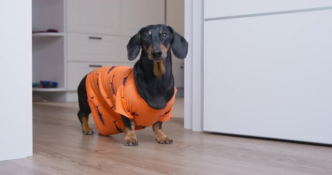 Owner called beloved dog, funny dachshund in colorful t-shirts obediently ran, look up and then the puppy ran away